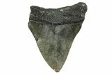 Bargain, Juvenile Megalodon Tooth - Serrated Blade #363693-1